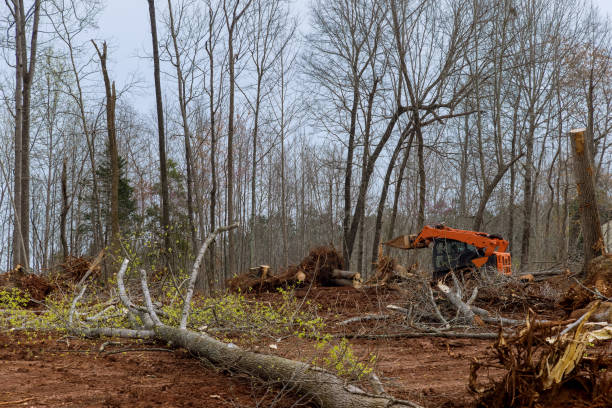 How Our Tree Care Process Works  in  Leona Valley, CA