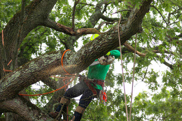 Reliable Leona Valley, CA Tree Services Solutions